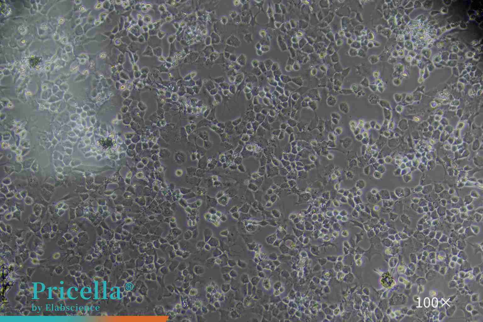Mouse intervertebral disc annulus fibrosus cells,100x,72h