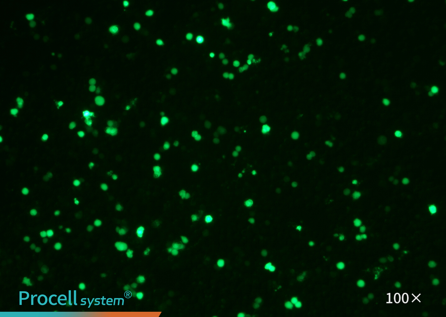 THP-1 Immunofluorescence Identification (EGFP), T brand