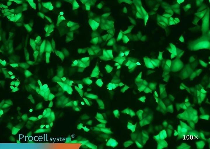 Vero T Brand L3000,100X