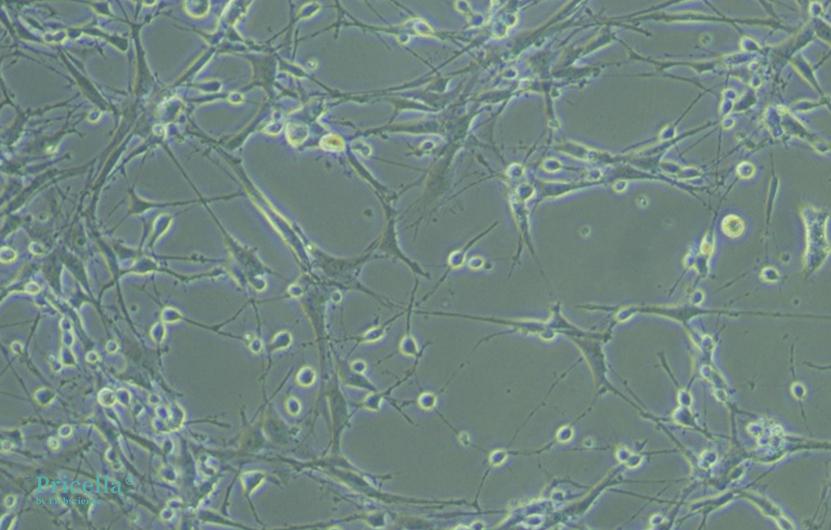 Decoding Astrocytes: Essential Techniques for Primary Cell Isolation-6