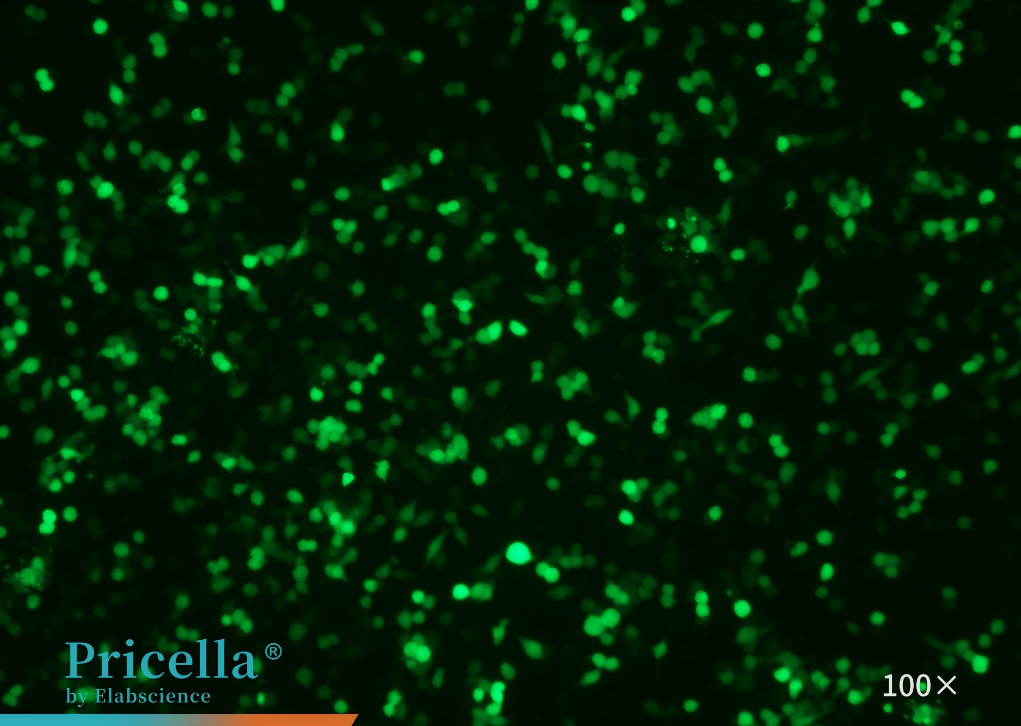 Transduction Protocol for RAW 264.7 Cells: A Complete, Ready-to-use Workflow-5
