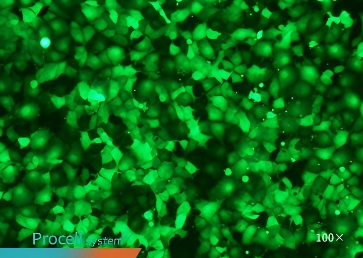 COS-7 Mergene1000®,100X