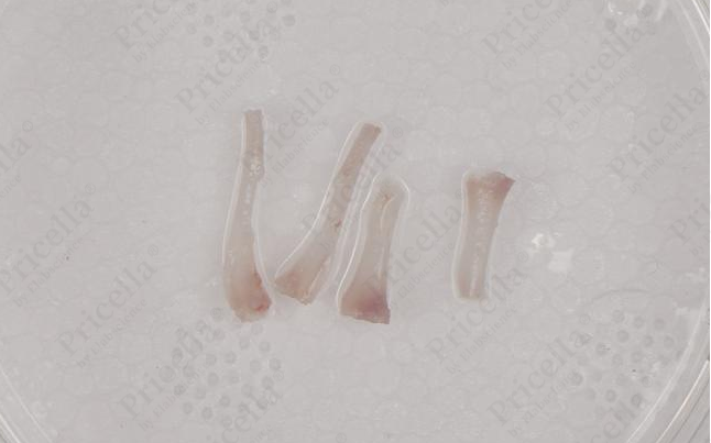 The bone turns white and translucent