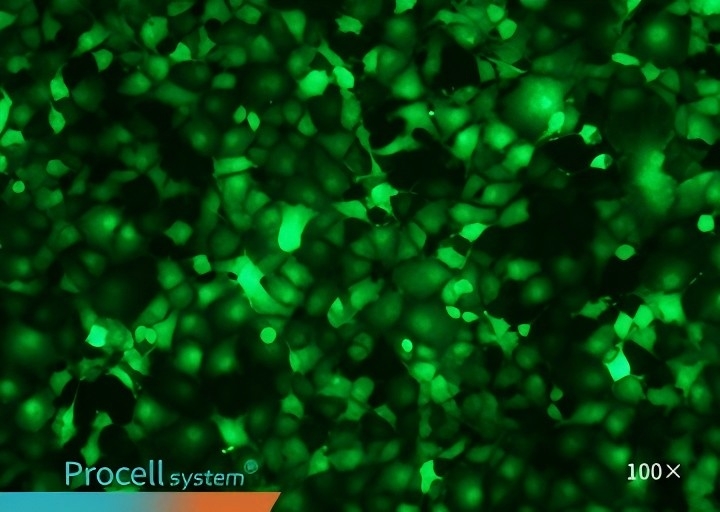 COS-7 T Brand 3000,100X