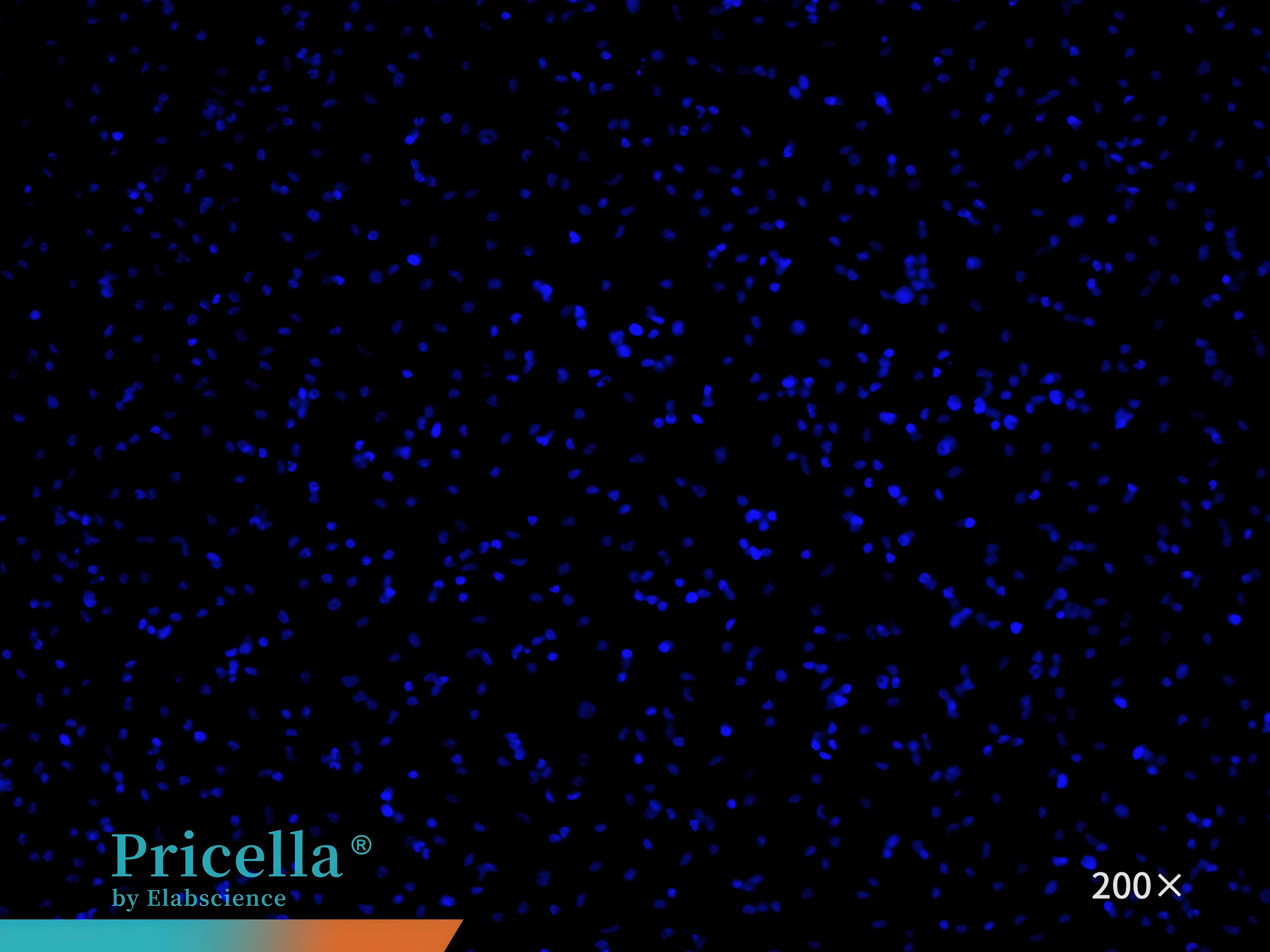 DAPI 200x
