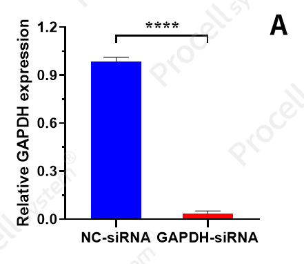 figure of relative GAPDH expression