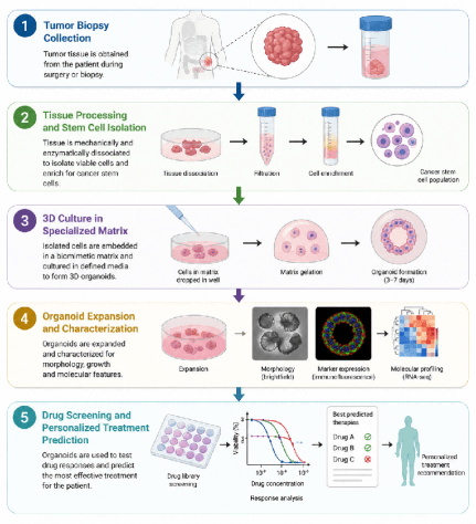 Patient-derived organoid workflow.