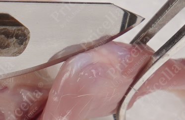 Locate the patella and cut around the patella to expose the articular cavity