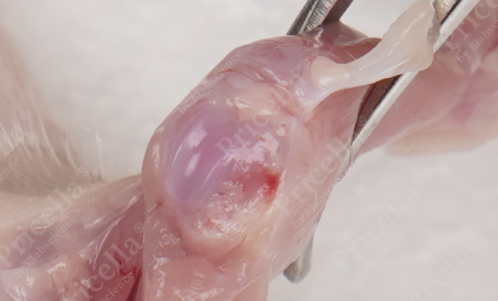 Locate the patella and cut around the patella to expose the articular cavity