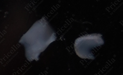 Cleaned articular cartilage tissue