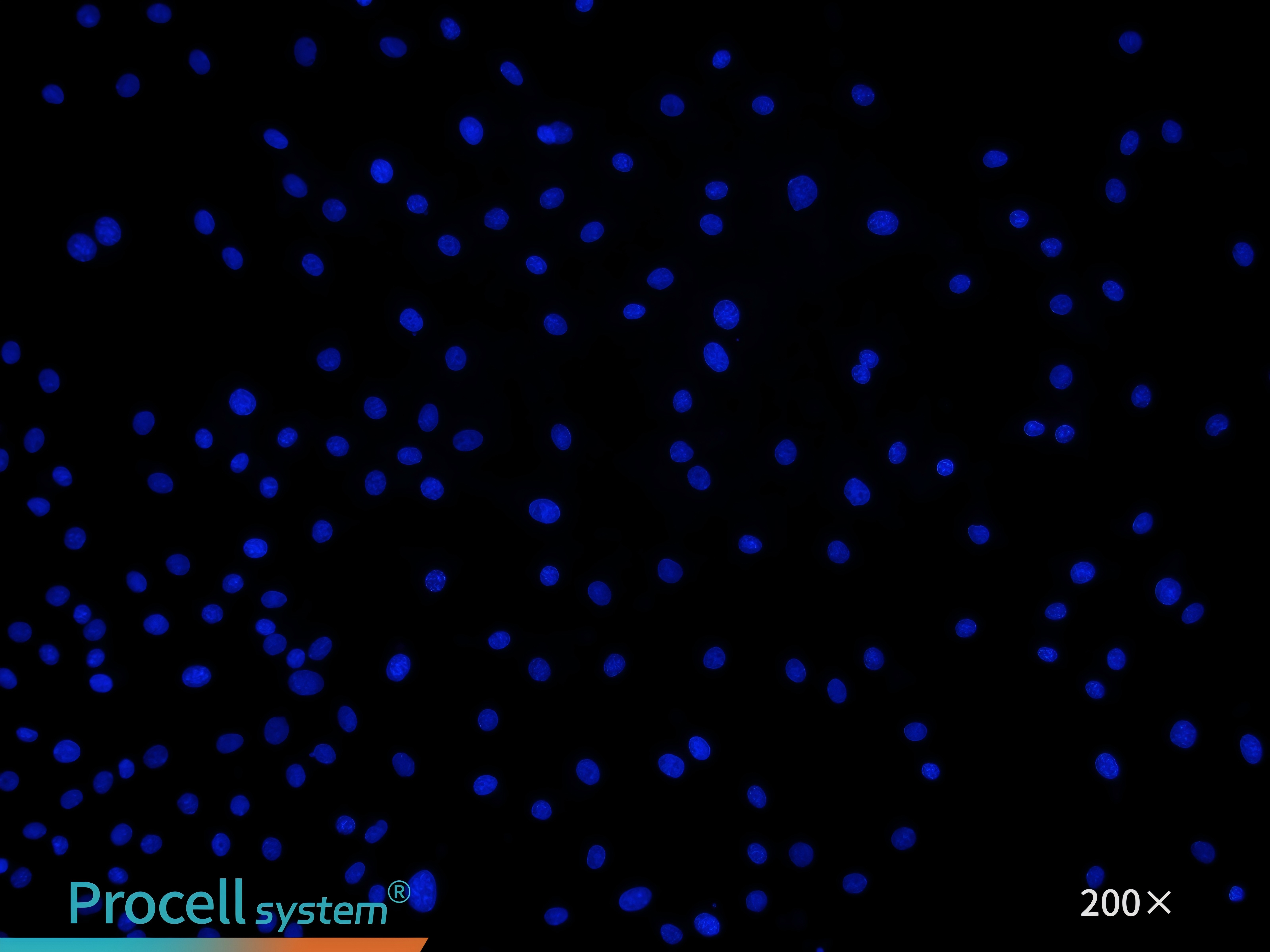 Immunofluorescence staining for the endothelial celll-specific marker CD31 confirms cell purity, DAPI