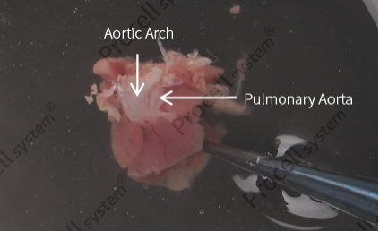 Find the pulmonary artery and clamp it with a straight micro forceps