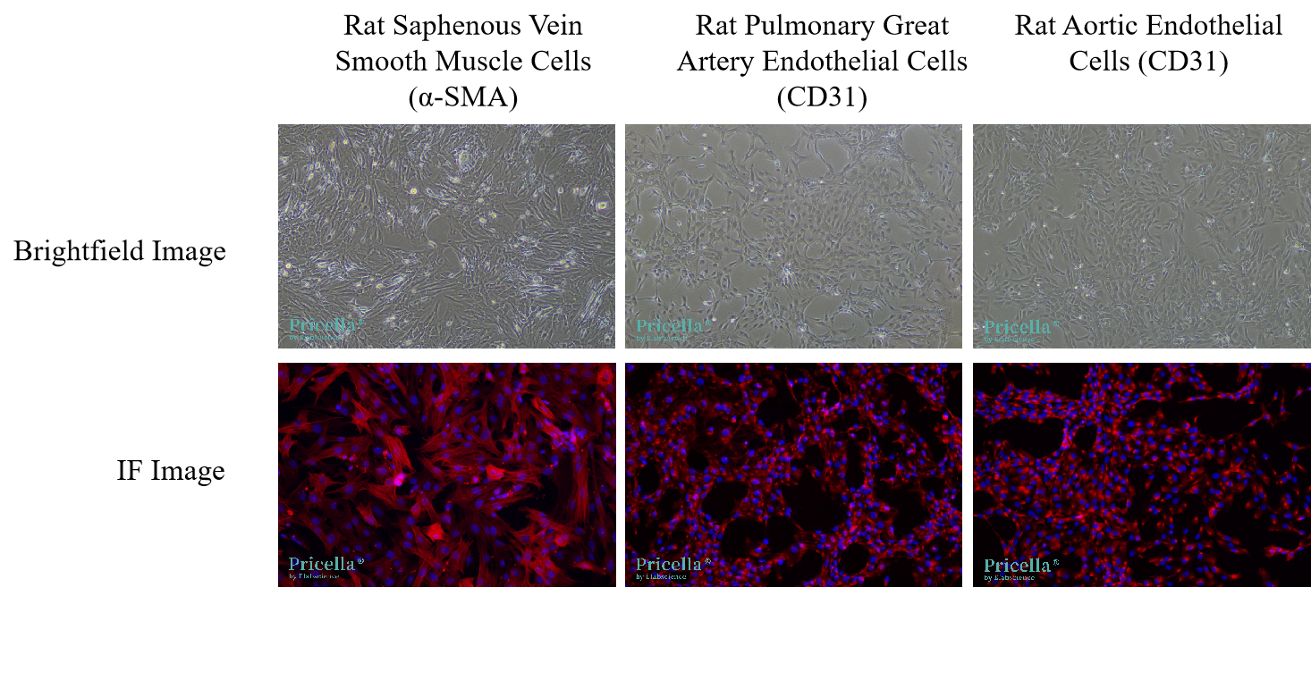 Pricella® Primary Vascular-derived Cell Isolation and Culture Kits—Precise Isolation Empowering Vascular Research-1