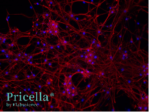 Say Goodbye to the Challenges of Primary Brain-Derived Cell Isolation-6