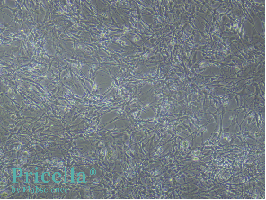 Say Goodbye to the Challenges of Primary Brain-Derived Cell Isolation-3