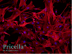Say Goodbye to the Challenges of Primary Brain-Derived Cell Isolation-4