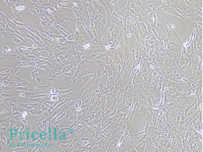 Say Goodbye to the Challenges of Primary Brain-Derived Cell Isolation-1