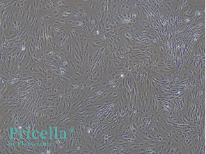 Say Goodbye to the Challenges of Primary Brain-Derived Cell Isolation-2