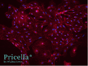 Say Goodbye to the Challenges of Primary Brain-Derived Cell Isolation-5