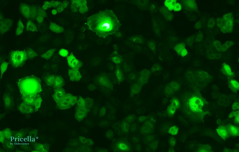 Mastering Fluorochrome-labeled Cells: From Principles to Engineering-13