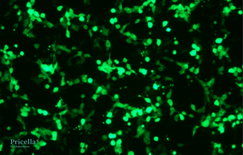 Mastering Fluorochrome-labeled Cells: From Principles to Engineering-2