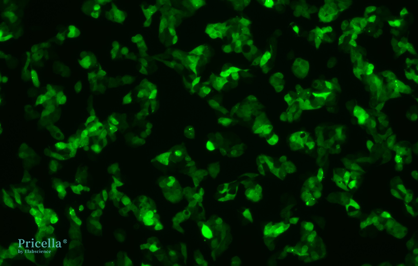 Mastering Fluorochrome-labeled Cells: From Principles to Engineering-15