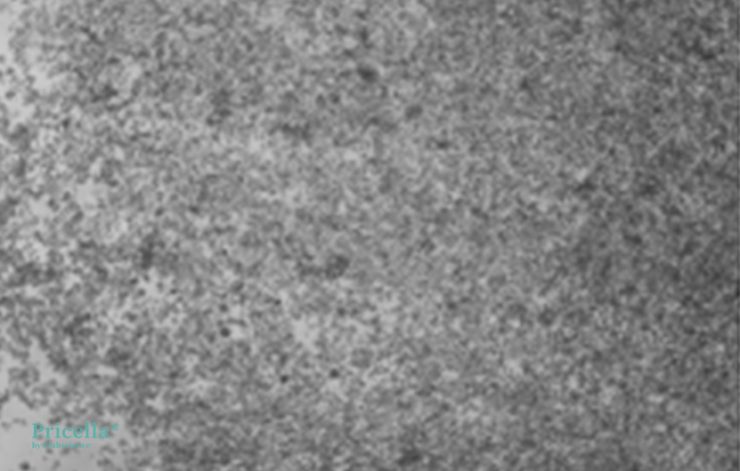 Mastering Fluorochrome-labeled Cells: From Principles to Engineering-12