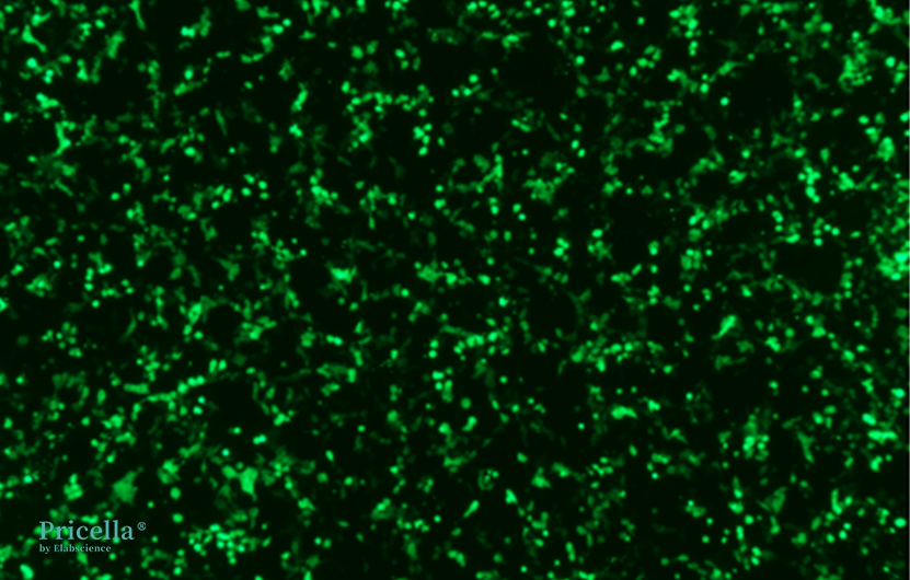 Mastering Fluorochrome-labeled Cells: From Principles to Engineering-1