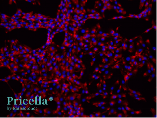 Simplify Primary Cell Isolation with Pricella® Kits-7