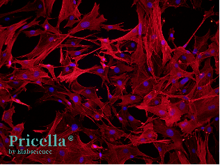 Simplify Primary Cell Isolation with Pricella® Kits-5
