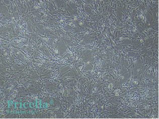 Simplify Primary Cell Isolation with Pricella® Kits-3