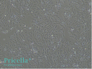 Simplify Primary Cell Isolation with Pricella® Kits-4