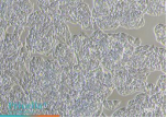 Workflow diagram of Mergene®1000 DNA transfection