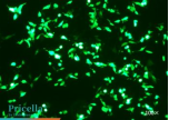 Mergene1000 Flow cytometry image