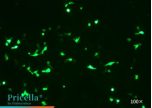 T Brand L3000 Flow cytometry