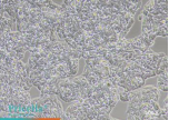 Mergene1000 Brightfield image