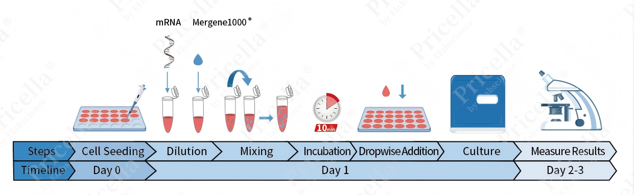 Transduction Protocol for RAW 264.7 Cells: A Complete, Ready-to-use Workflow-1