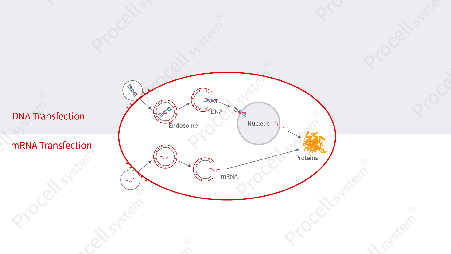 Schematic Illustration of the Principles of DNA and mRNA Transfection