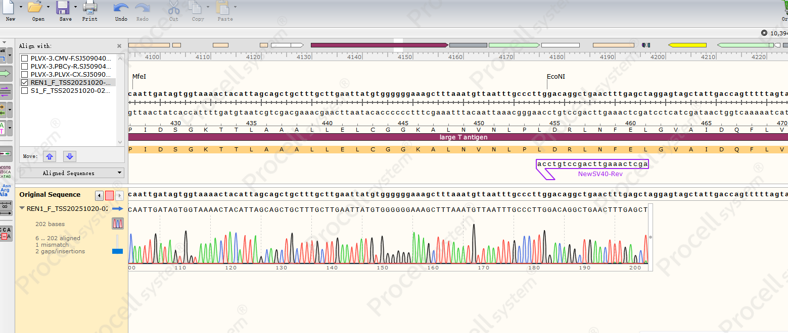 Sanger sequencing of SV40 TAg gene integration in immortalized HUVECs