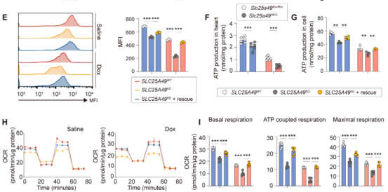 In Vitro Cell Models: Powerful Tools for Cardiovascular Disease Research-1