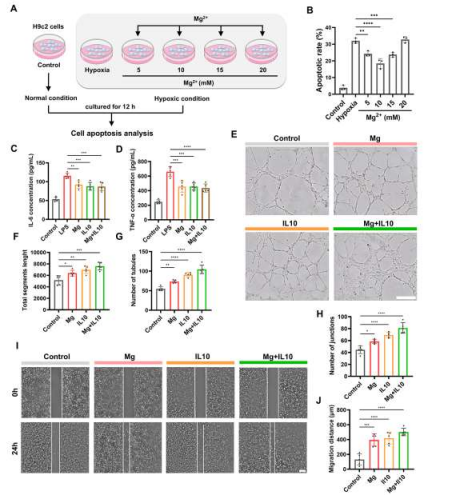 In Vitro Cell Models: Powerful Tools for Cardiovascular Disease Research-2