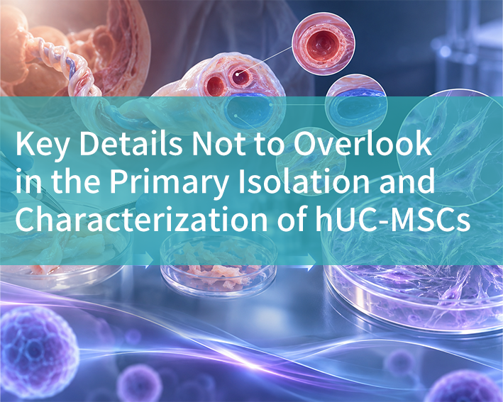 Key Details Not to Overlook in the Primary Isolation and Characterization of hUC-MSCs - cover