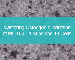 Mastering Osteogenic Induction of MC3T3-E1 Subclone 14 Cells