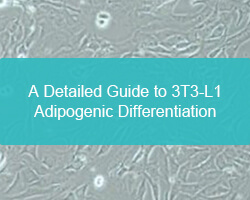 A Detailed Guide to 3T3-L1 Adipogenic Differentiation - cover