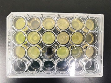 Common Types of Cell Culture Contamination-1