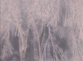 Common Types of Cell Culture Contamination-3