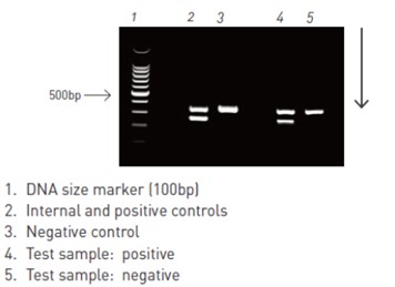 Common Types of Cell Culture Contamination-7