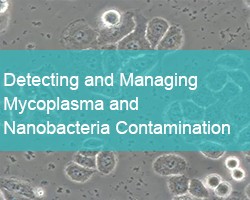Detecting and Managing Mycoplasma and Nanobacteria Contamination - cover