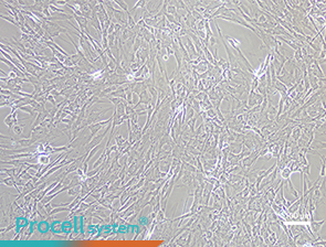 Bright-field images of cell morphology