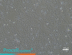 Bright-field images of cell morphology